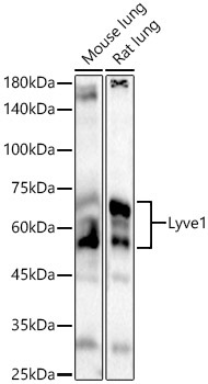 Lyve1 Rabbit Polyclonal Antibody