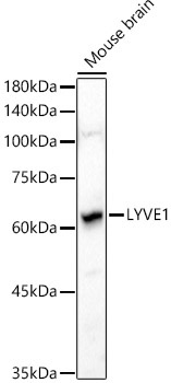 LYVE1 Rabbit Polyclonal Antibody