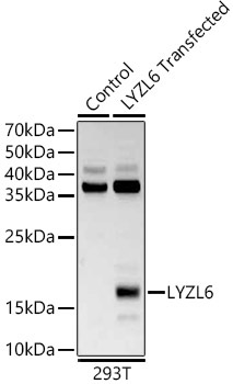 LYZL6 Rabbit Polyclonal Antibody
