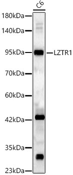 LZTR1 Rabbit Polyclonal Antibody