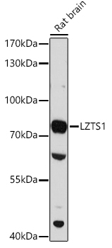 LZTS1 Rabbit Polyclonal Antibody