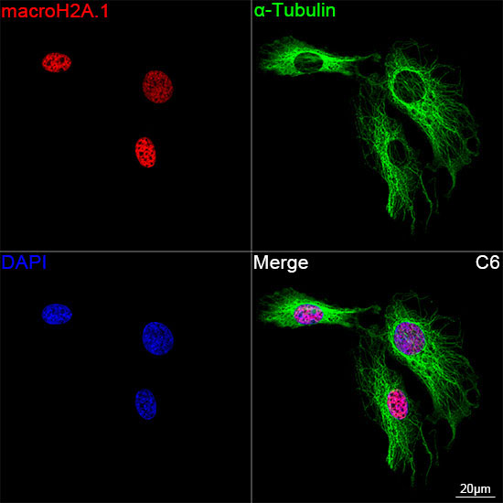macroH2A.1 Rabbit Monoclonal Antibody - Image 10