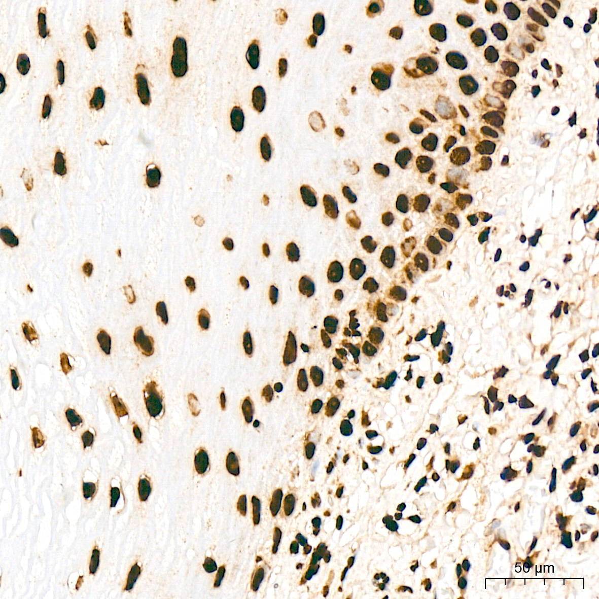 macroH2A.1 Rabbit Monoclonal Antibody - Image 2