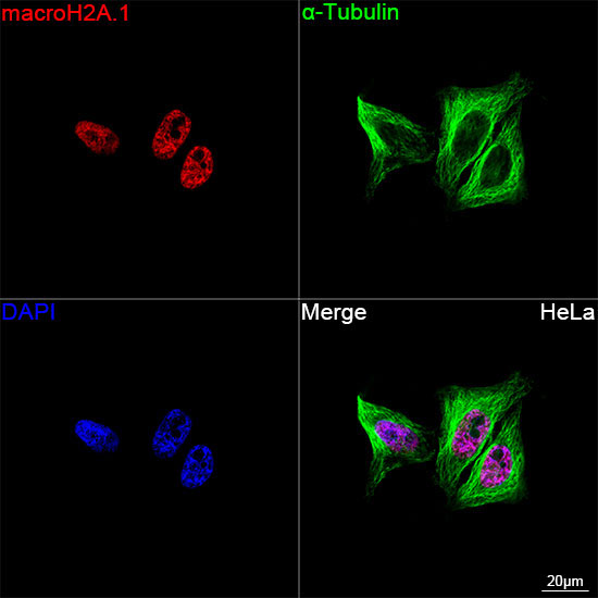 macroH2A.1 Rabbit Monoclonal Antibody - Image 9