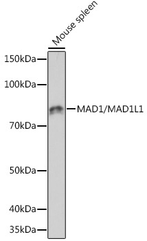 MAD1/MAD1L1 Rabbit Monoclonal Antibody
