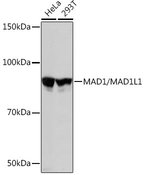 MAD1/MAD1L1 Rabbit Monoclonal Antibody - Image 2