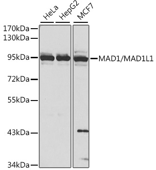 MAD1/MAD1L1 Rabbit Polyclonal Antibody