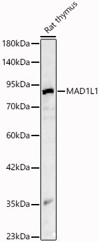MAD1L1 Rabbit Polyclonal Antibody