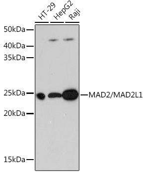 MAD2/MAD2L1 Rabbit Monoclonal Antibody