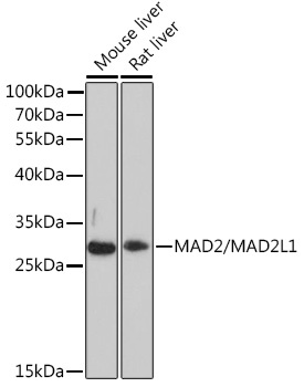MAD2/MAD2L1 Rabbit Polyclonal Antibody
