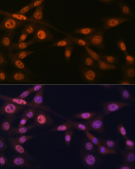 MAD2B/MAD2L2 Rabbit Monoclonal Antibody - Image 3