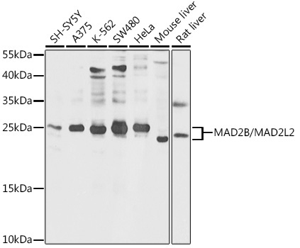 MAD2B/MAD2L2 Rabbit Polyclonal Antibody
