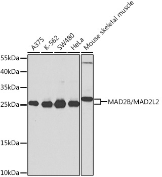 MAD2B/MAD2L2 Rabbit Polyclonal Antibody
