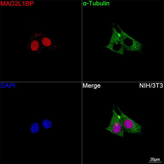 MAD2L1BP Rabbit Monoclonal Antibody - Image 2