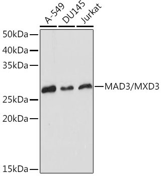 MAD3/MXD3 Rabbit Monoclonal Antibody