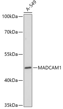 MADCAM1 Rabbit Polyclonal Antibody