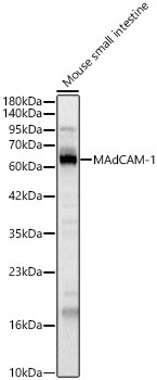 MAdCAM-1 Rabbit Polyclonal Antibody