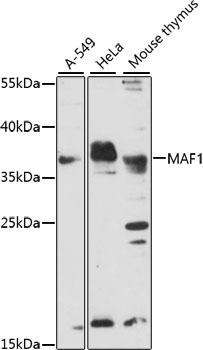 MAF1 Rabbit Polyclonal Antibody