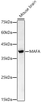 MAFA Rabbit Polyclonal Antibody