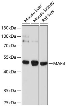MAFB Rabbit Polyclonal Antibody