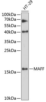 MAFF Rabbit Polyclonal Antibody