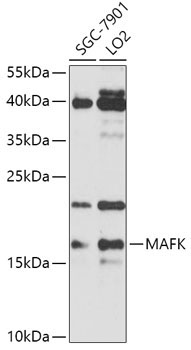 MAFK Rabbit Polyclonal Antibody