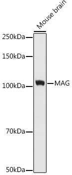 MAG Rabbit Monoclonal Antibody