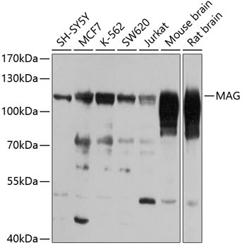 MAG Rabbit Polyclonal Antibody