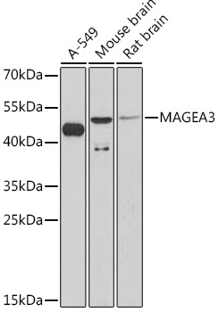 MAGEA3 Rabbit Polyclonal Antibody