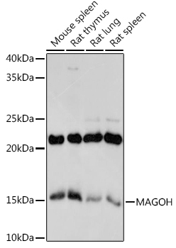 MAGOH Rabbit Monoclonal Antibody
