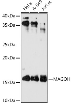 MAGOH Rabbit Monoclonal Antibody - Image 2