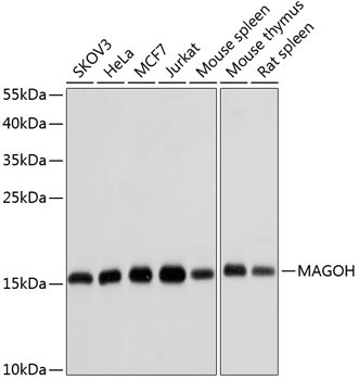 MAGOH Rabbit Polyclonal Antibody