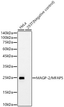 MAGP-2/MFAP5 Rabbit Monoclonal Antibody