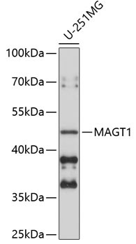 MAGT1 Rabbit Polyclonal Antibody
