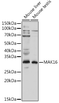 MAK16 Rabbit Polyclonal Antibody