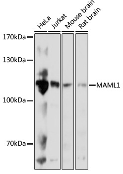 MAML1 Rabbit Polyclonal Antibody