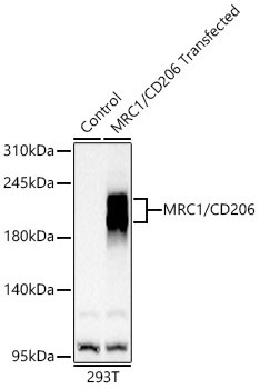 Mannose Receptor/CD206 Rabbit Polyclonal Antibody