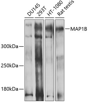 MAP1B Rabbit Polyclonal Antibody