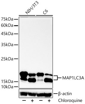MAP1LC3A Rabbit Monoclonal Antibody