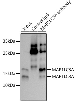 MAP1LC3A Rabbit Monoclonal Antibody - Image 3