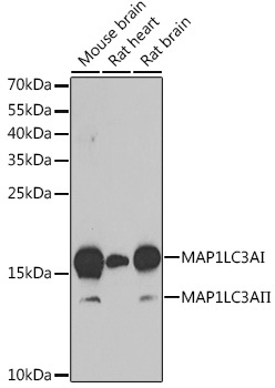 MAP1LC3A Rabbit Polyclonal Antibody