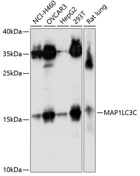 MAP1LC3C Rabbit Polyclonal Antibody