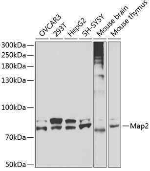 Map2 Rabbit Polyclonal Antibody