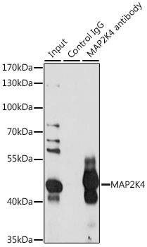 MAP2K4 Rabbit Polyclonal Antibody