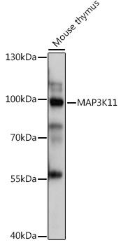 MAP3K11 Rabbit Polyclonal Antibody