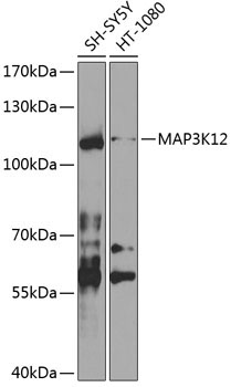 MAP3K12 Rabbit Polyclonal Antibody
