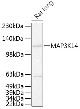 MAP3K14 Rabbit Polyclonal Antibody