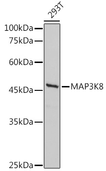 MAP3K8 Rabbit Polyclonal Antibody