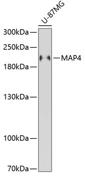 MAP4 Rabbit Polyclonal Antibody