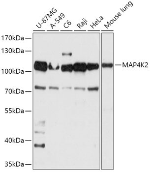 MAP4K2 Rabbit Polyclonal Antibody
